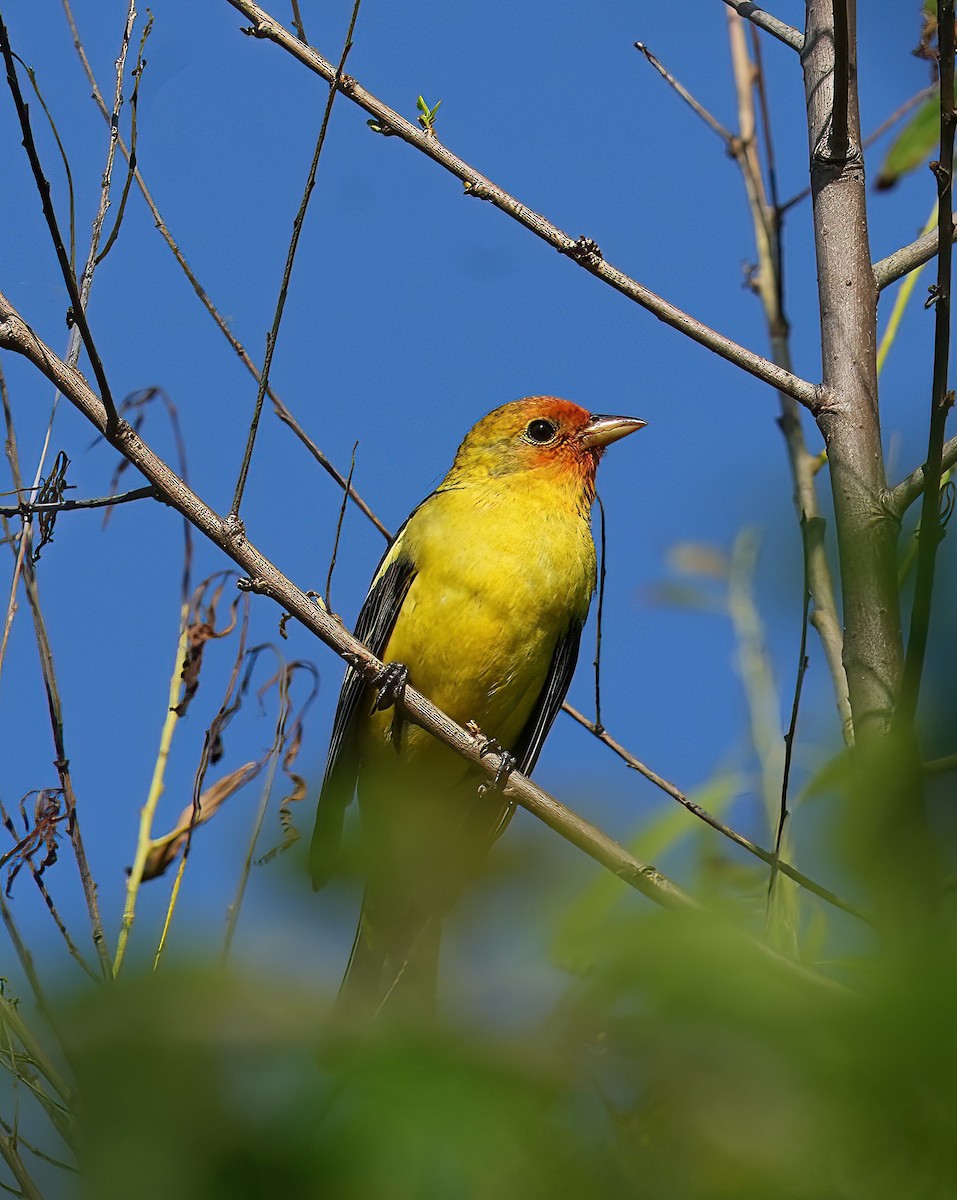 Western Tanager - ML635795286