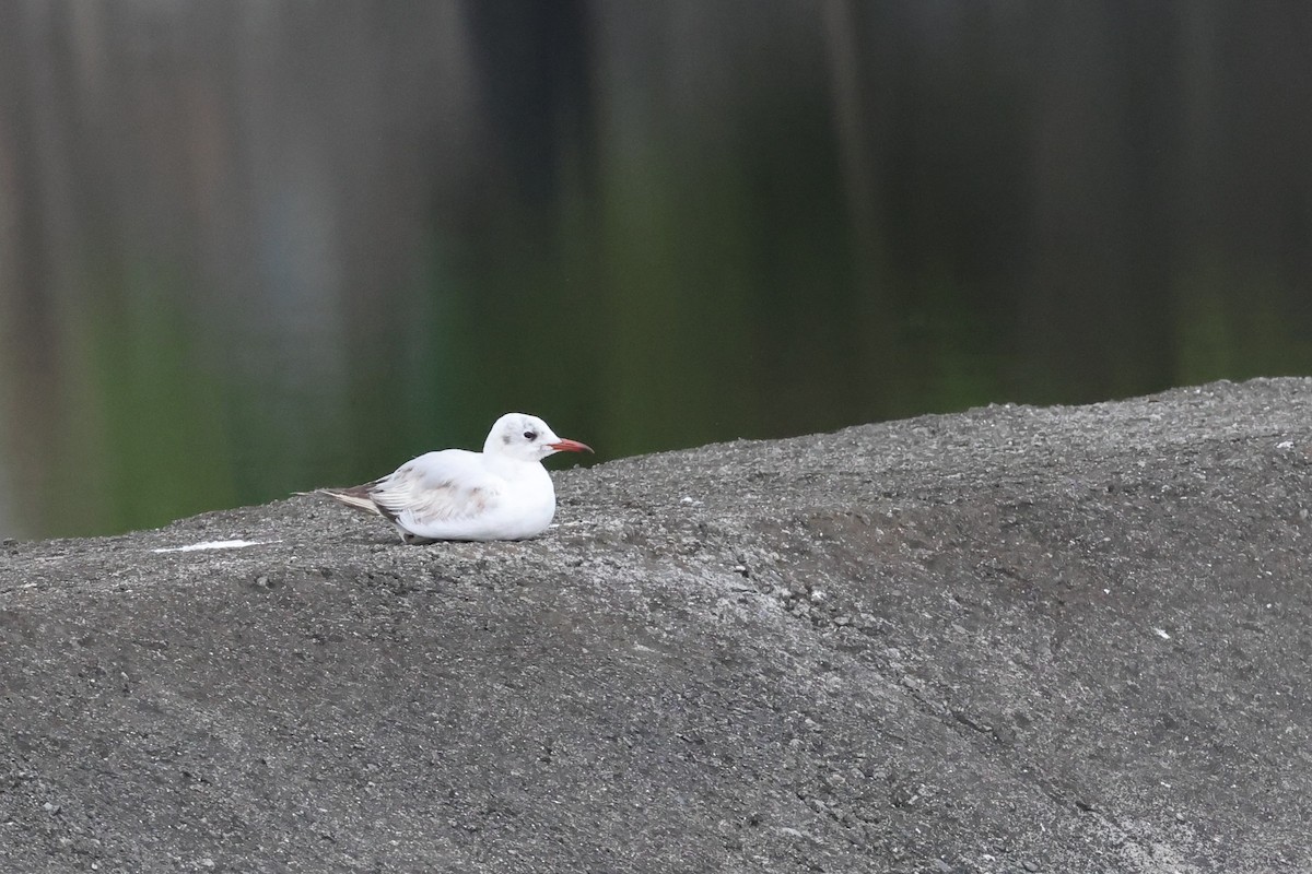 Black-headed Gull - ML635795302