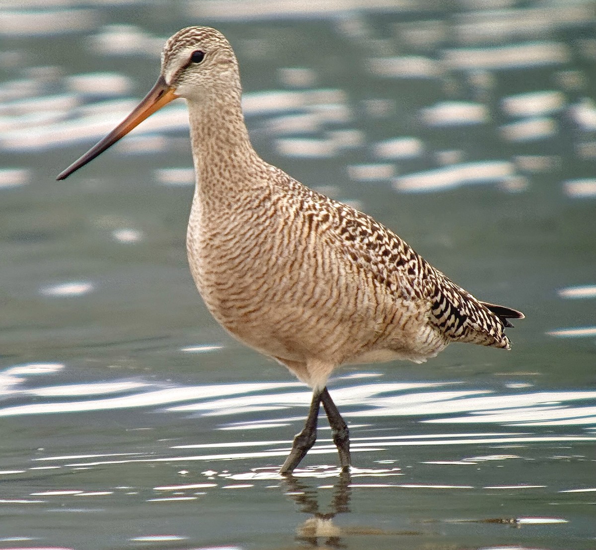 Marbled Godwit - ML635795345