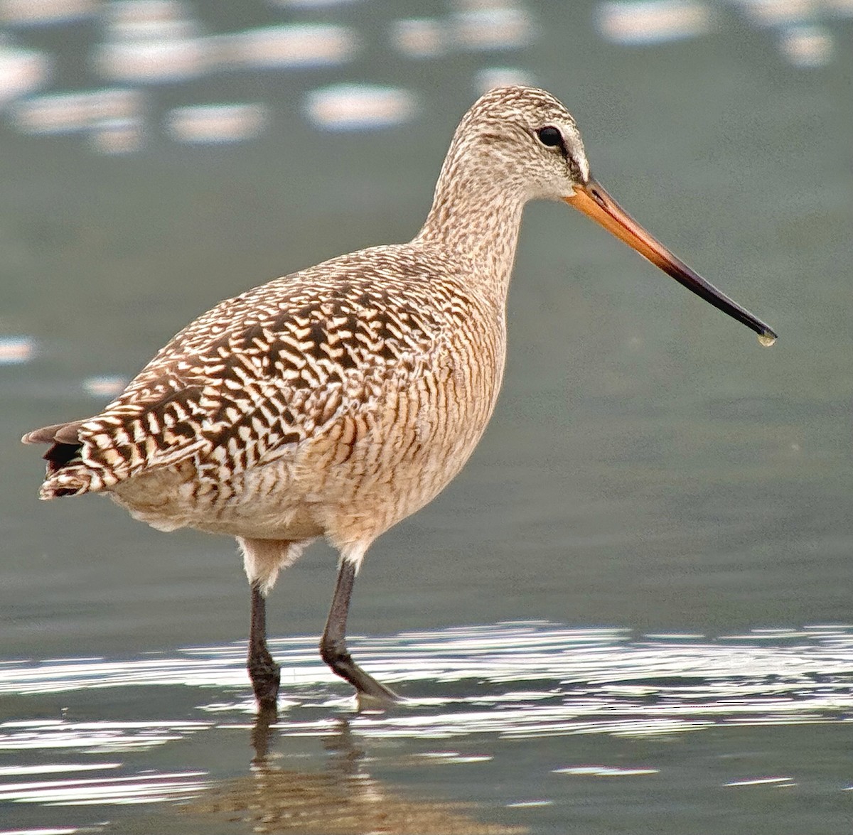 Marbled Godwit - ML635795346