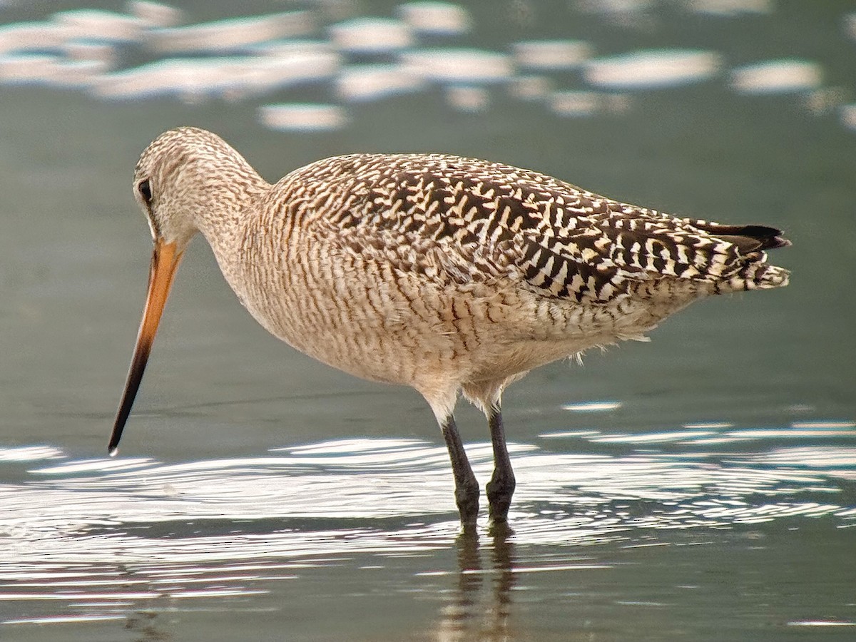 Marbled Godwit - ML635795347