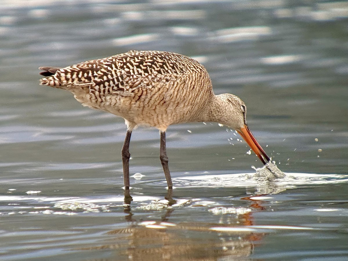 Marbled Godwit - ML635795349