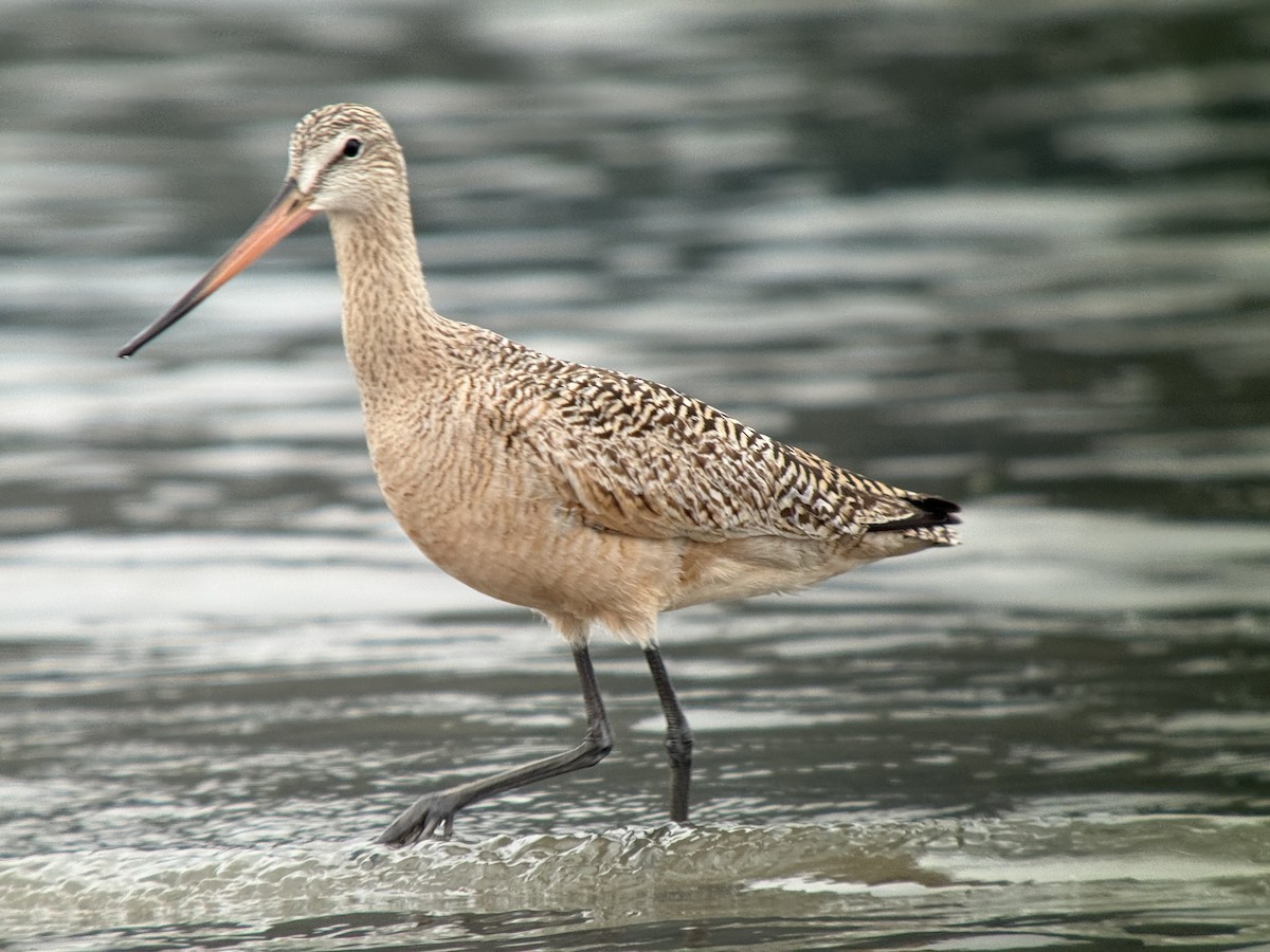 Marbled Godwit - ML635795351