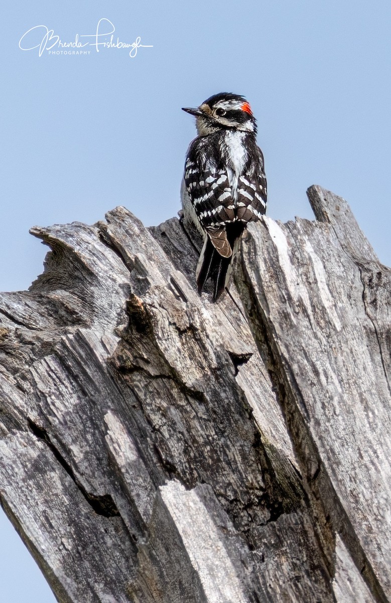 Downy Woodpecker - ML635795352