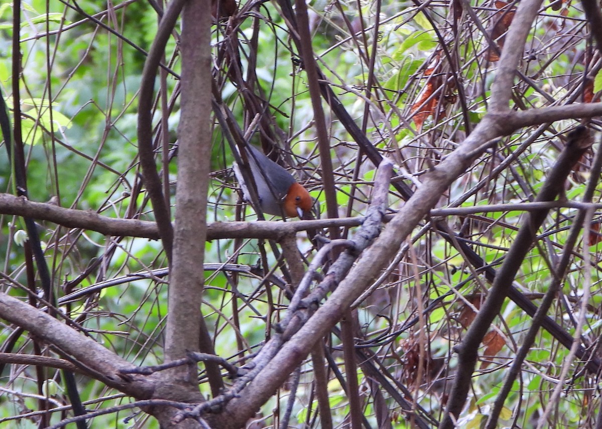 Fulvous-headed Tanager - ML635795418