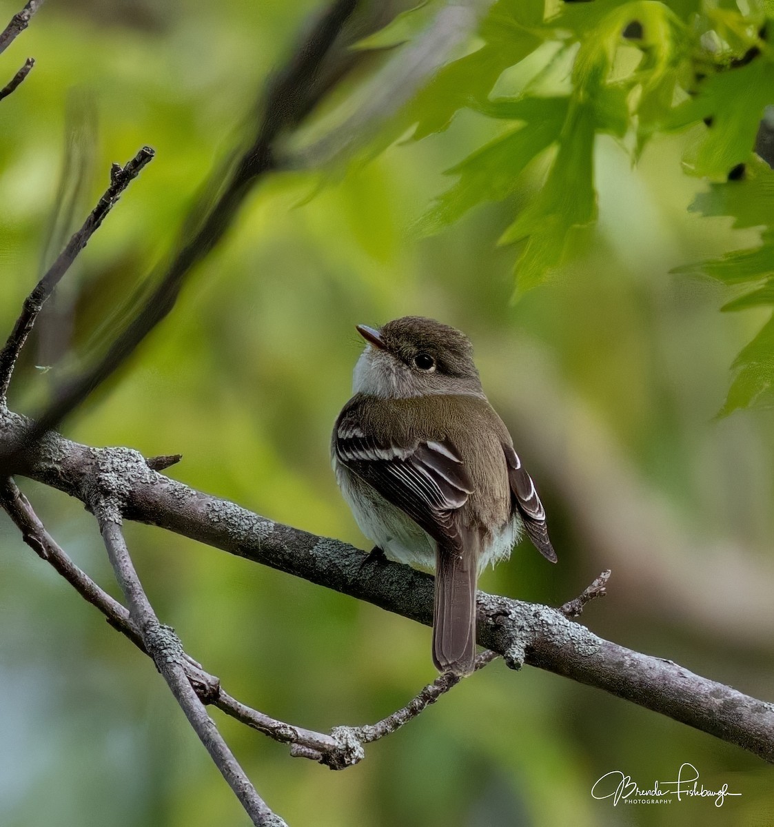 Least Flycatcher - ML635795444