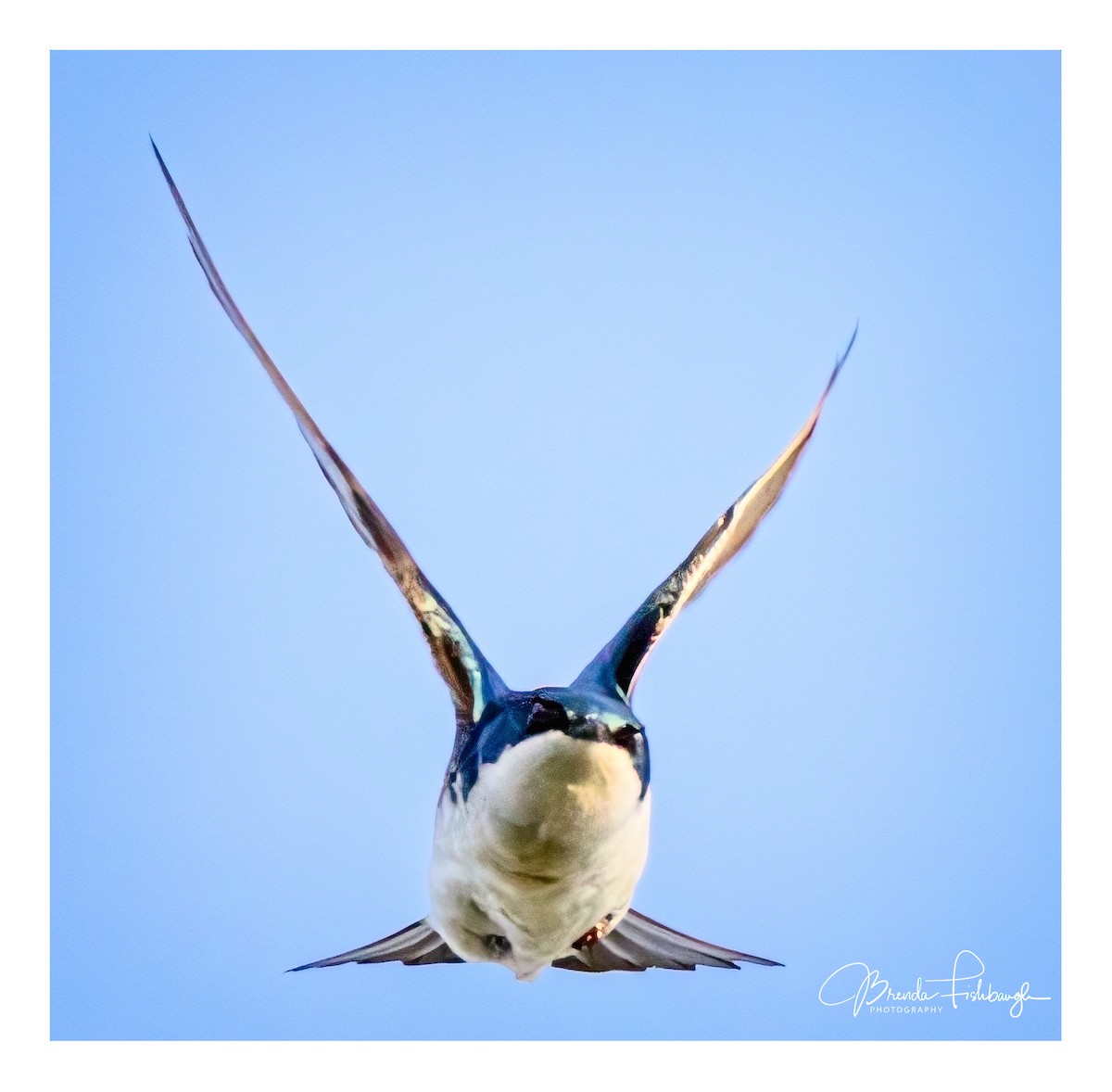 Tree Swallow - ML635795497