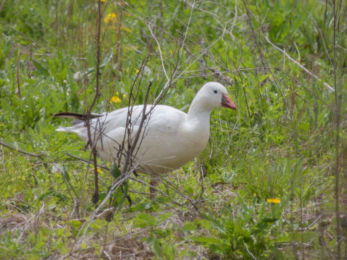 Гуска Роса - ML635795512