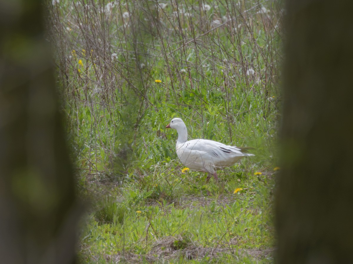 Гуска Роса - ML635795513