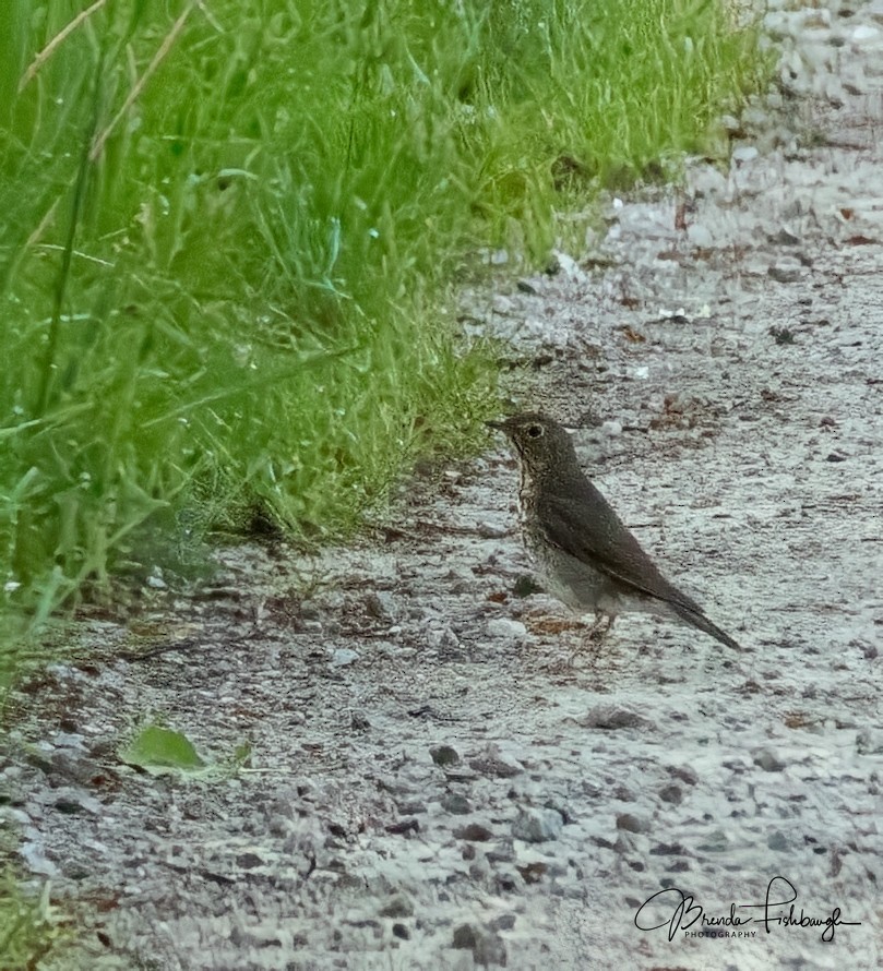 Swainson's Thrush - ML635795517