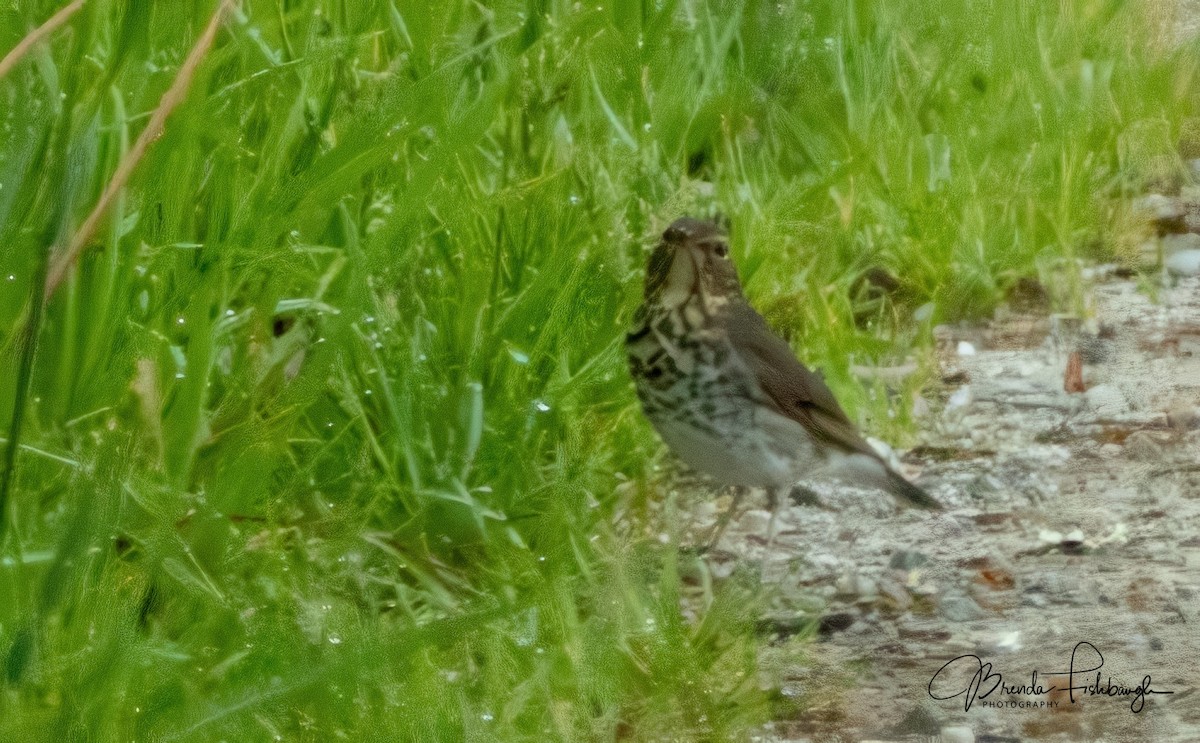 Swainson's Thrush - ML635795518