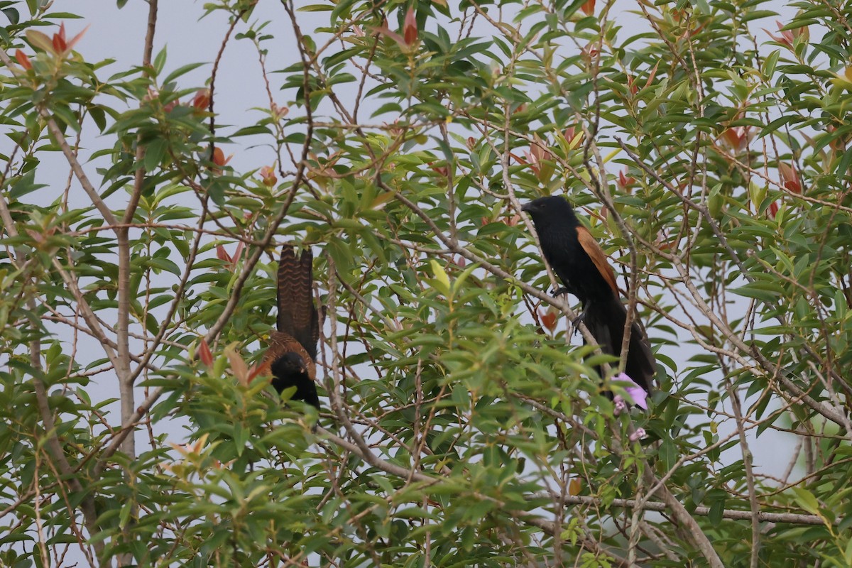 Lesser Coucal - ML635795527
