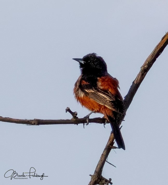 Orchard Oriole - ML635795541