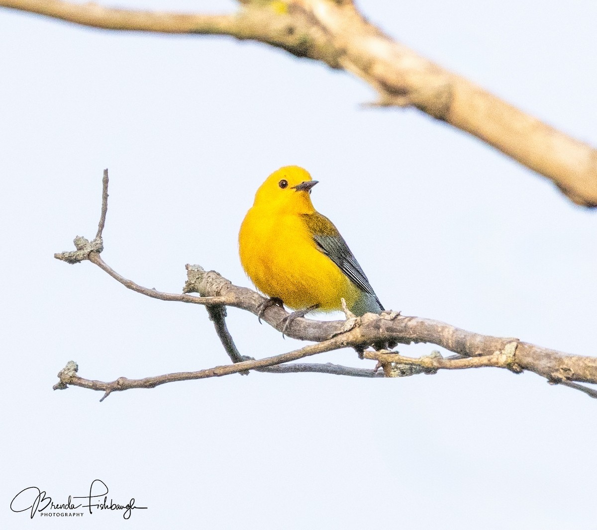Prothonotary Warbler - ML635795559