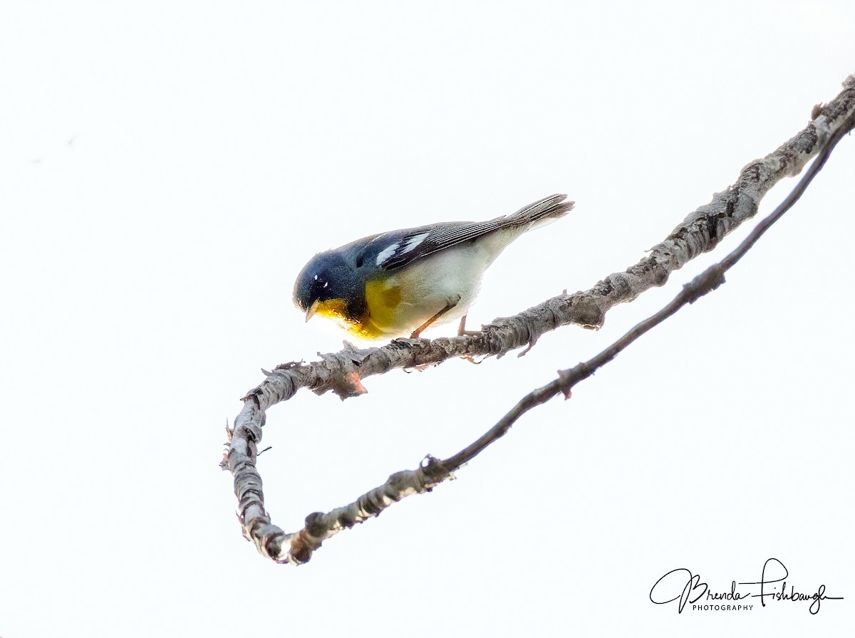 Northern Parula - ML635795588