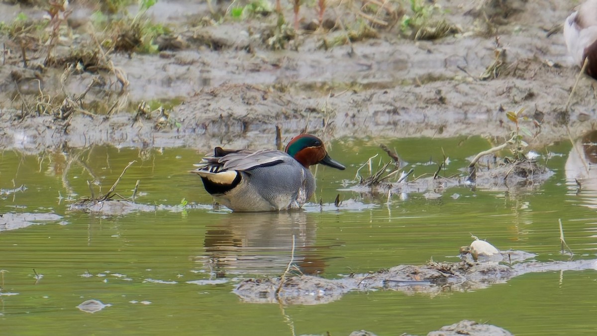 Green-winged Teal - ML635795620