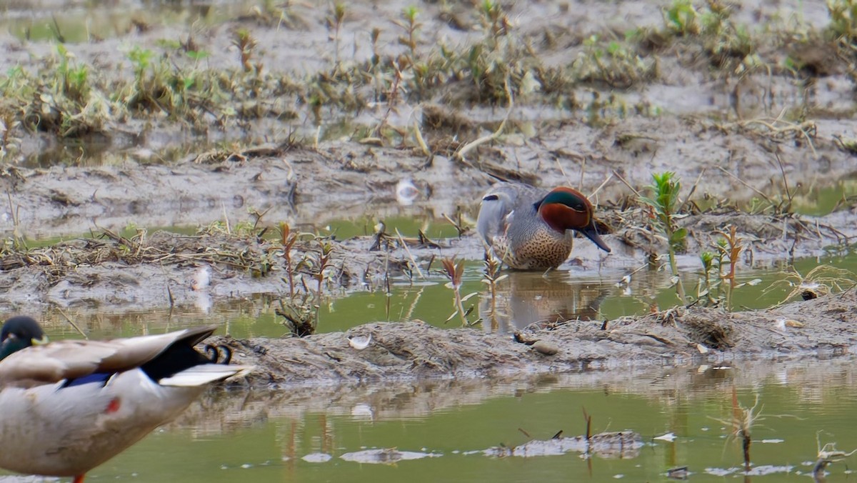 Green-winged Teal - ML635795621