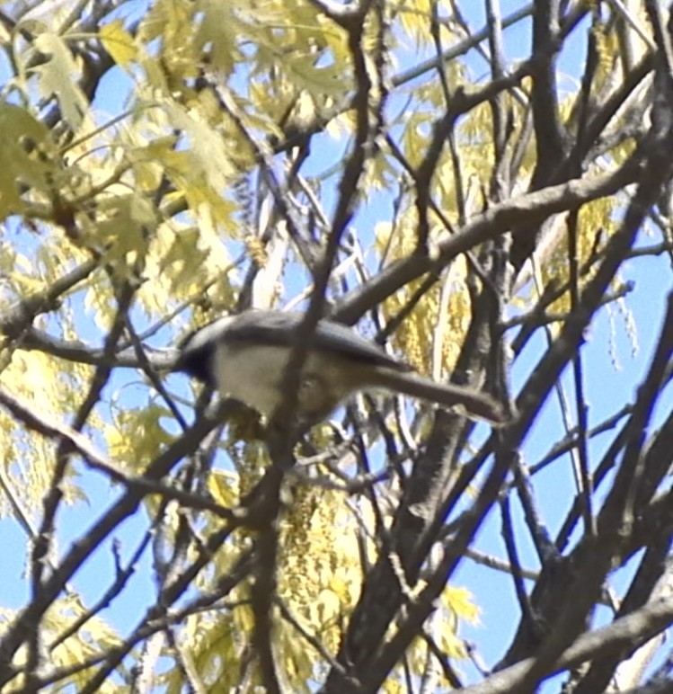 Black-capped Chickadee - ML635795708