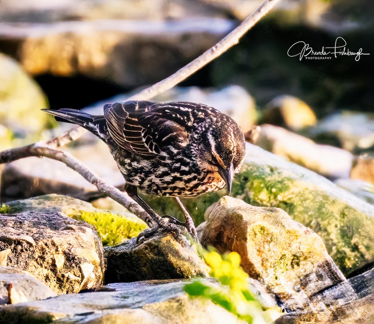 Red-winged Blackbird - ML635795738