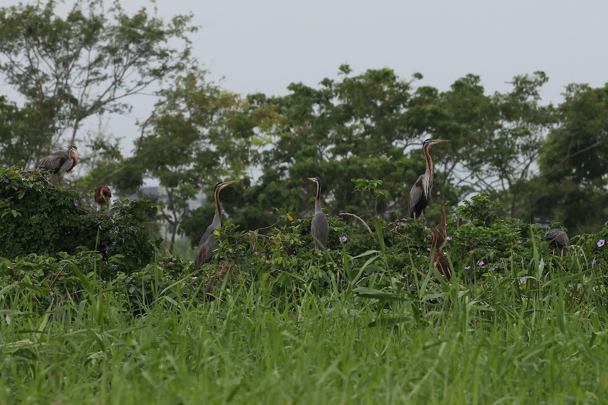 Purple Heron (Purple) - ML635795755