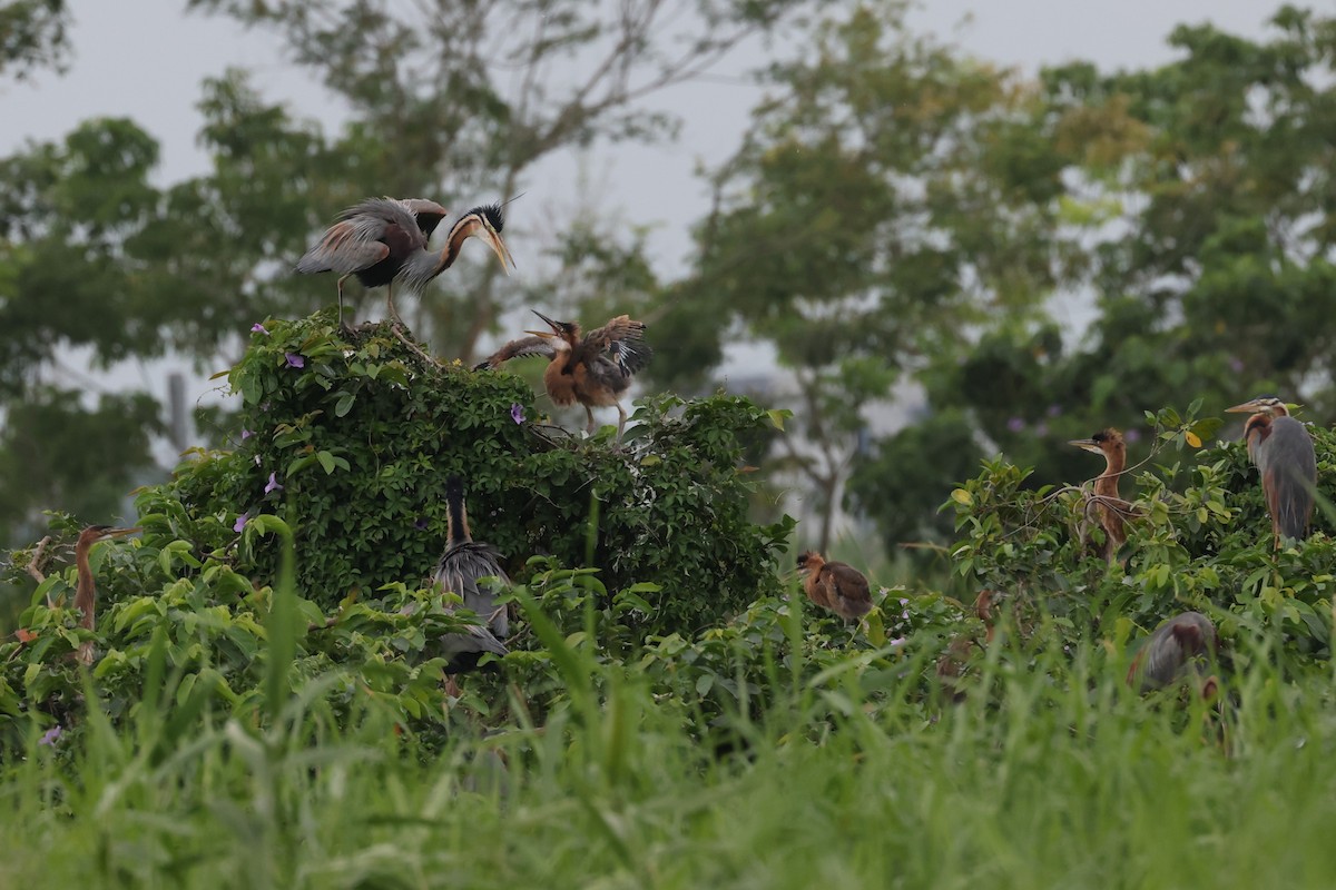 Purple Heron (Purple) - ML635795757