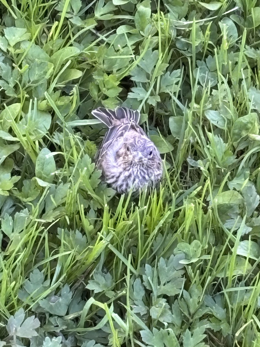 House Finch - ML635795850