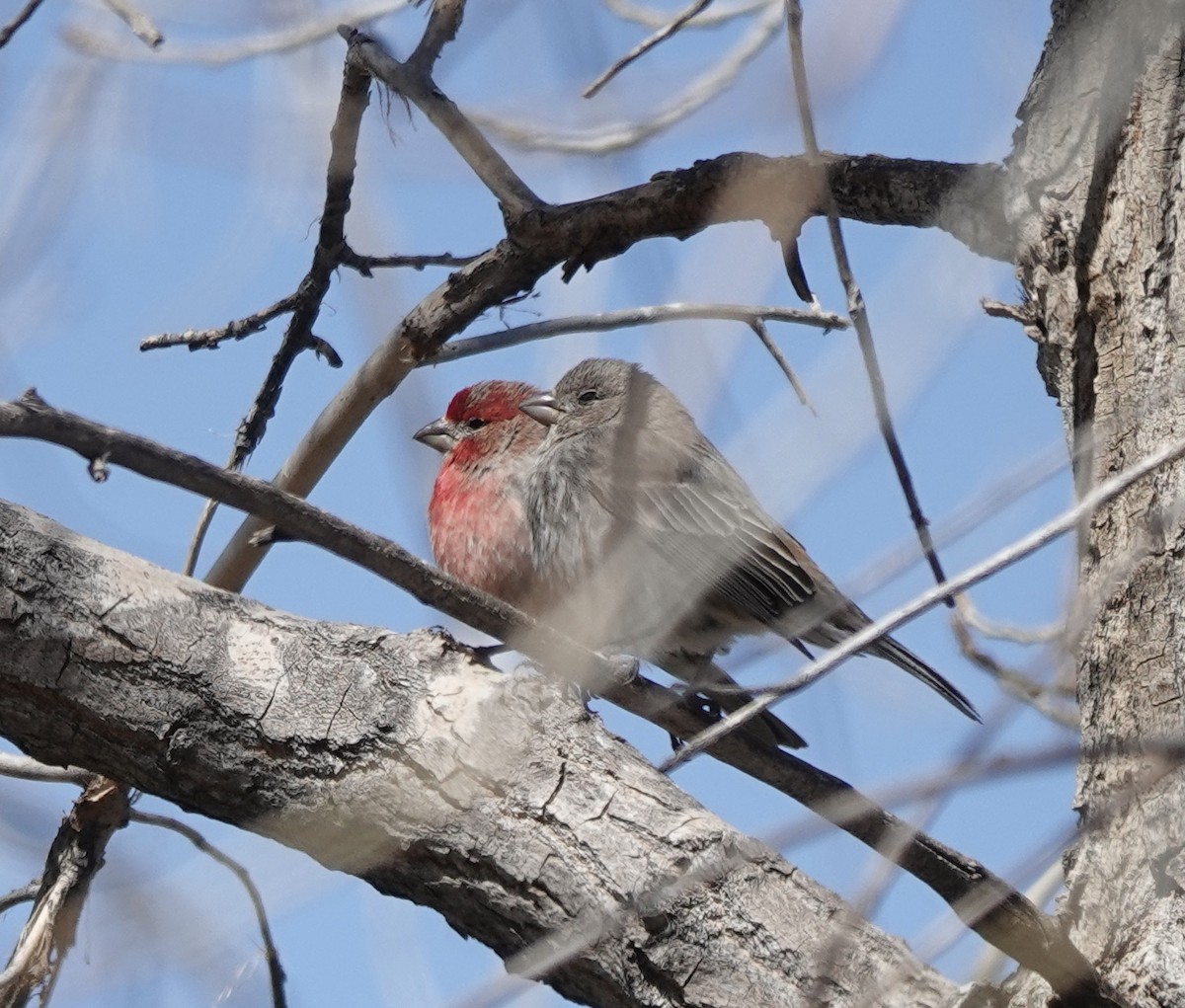 House Finch - ML635796160