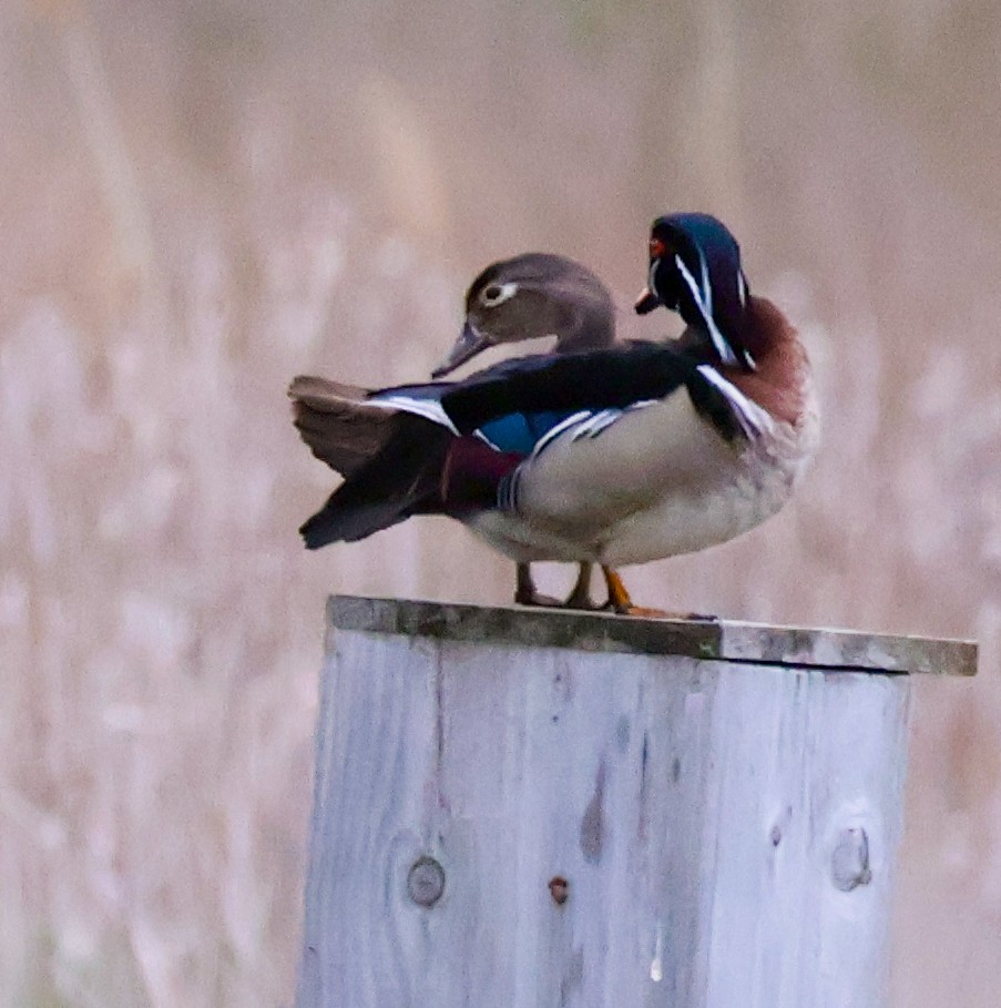 Wood Duck - ML635796223
