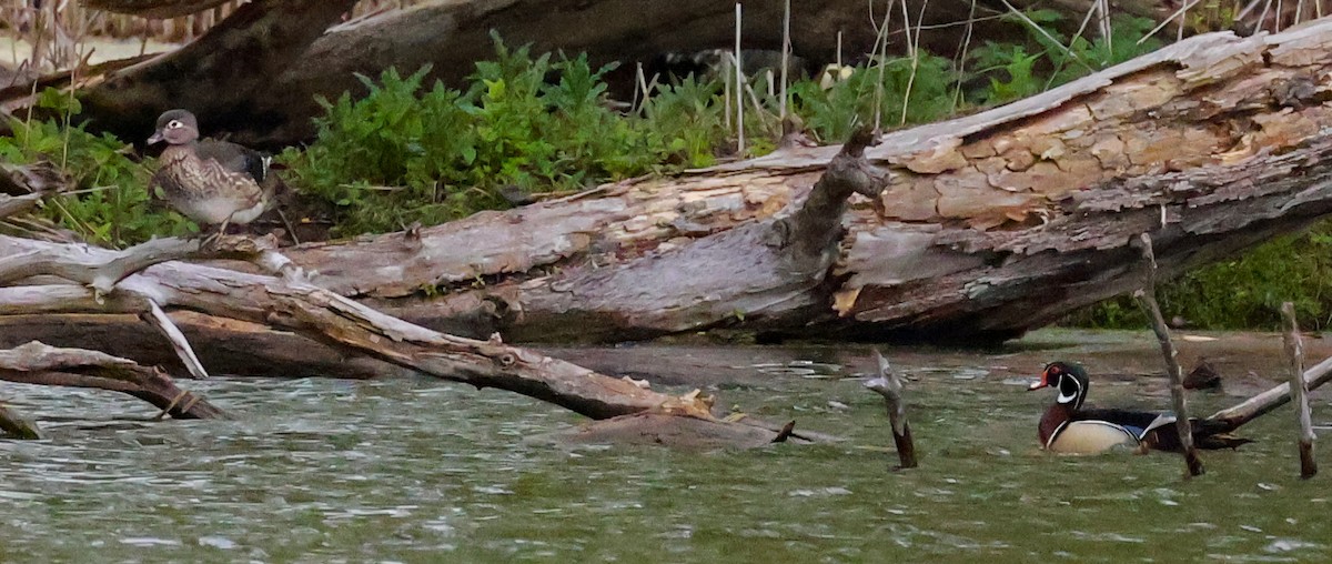 Wood Duck - ML635796224