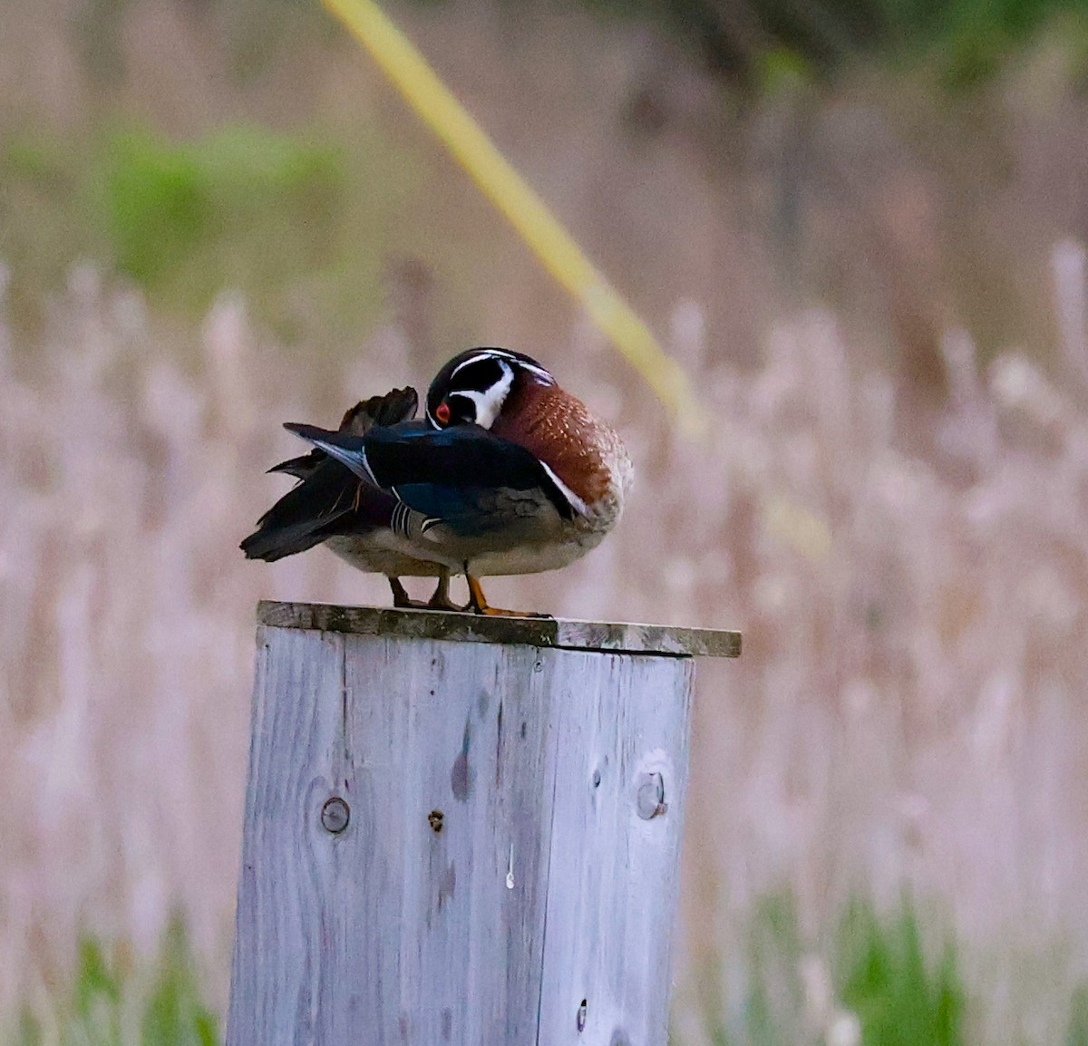 Wood Duck - ML635796225