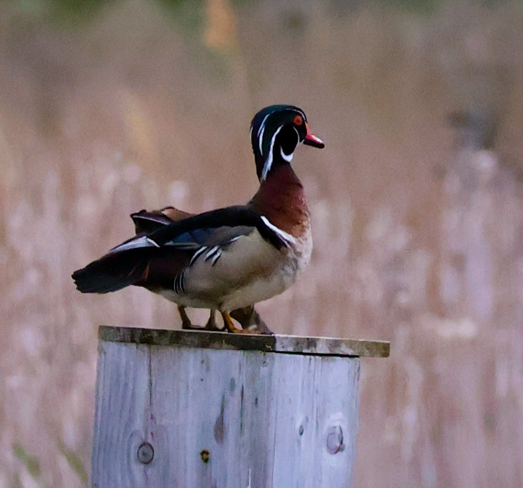 Wood Duck - ML635796226
