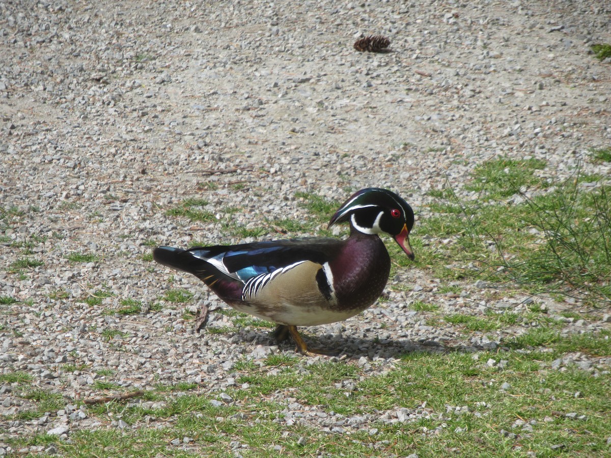 Wood Duck - ML635796248