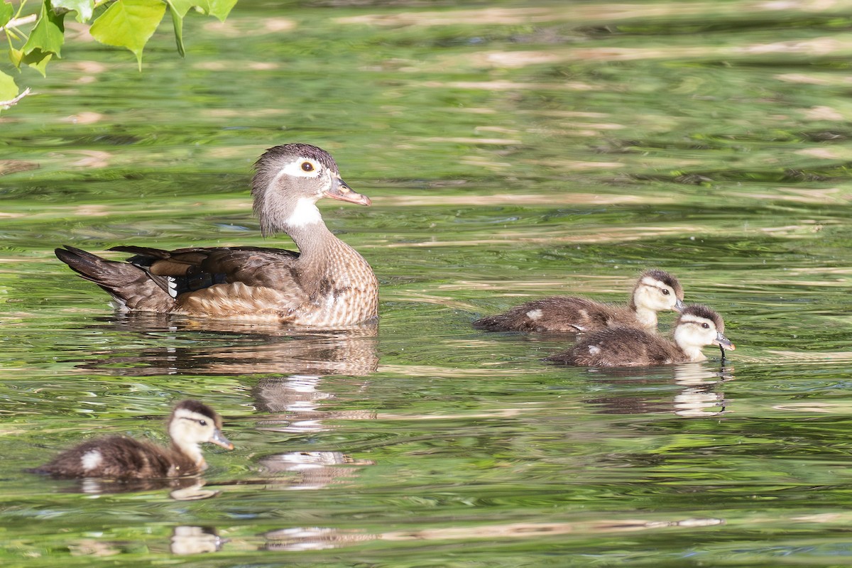 Wood Duck - ML635796289