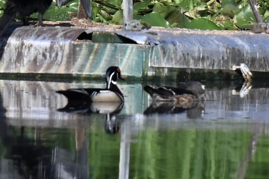 Wood Duck - ML635796294