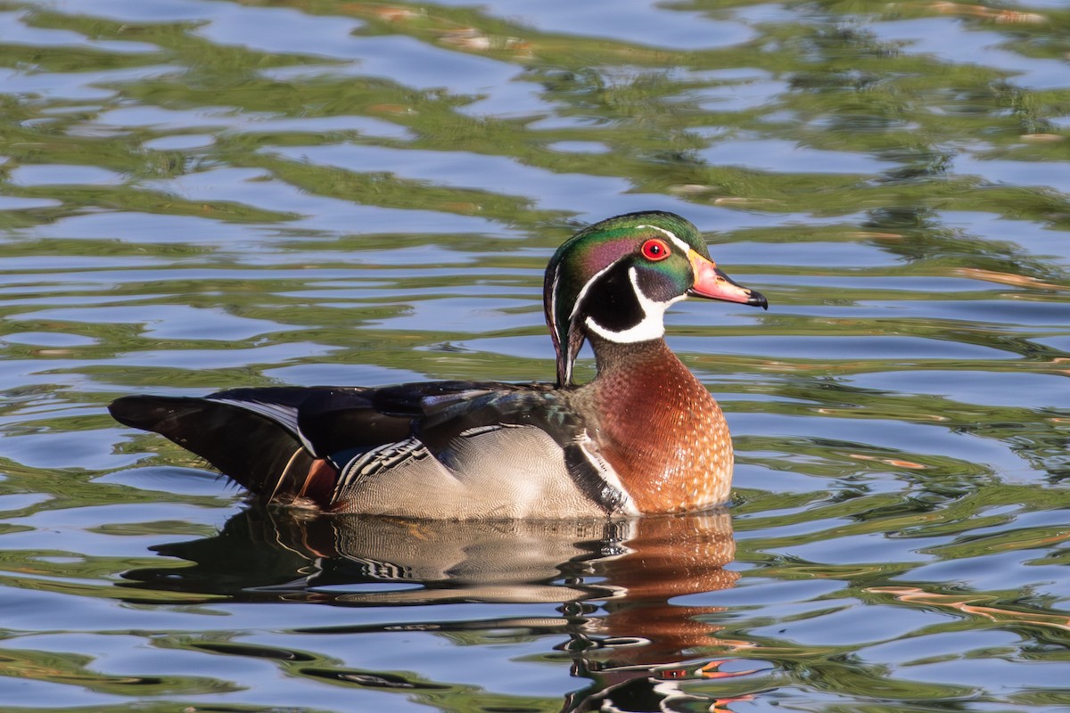 Wood Duck - ML635796309