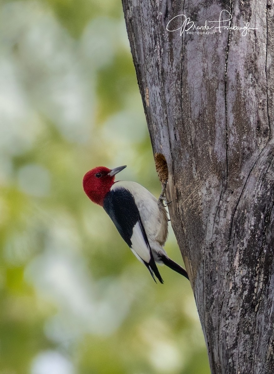 Red-headed Woodpecker - ML635796316