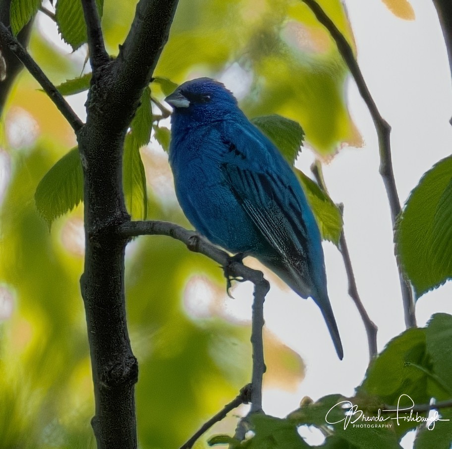 Indigo Bunting - ML635796366
