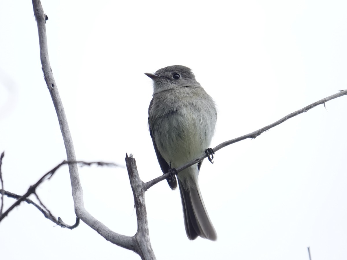 Dusky Flycatcher - ML635796556