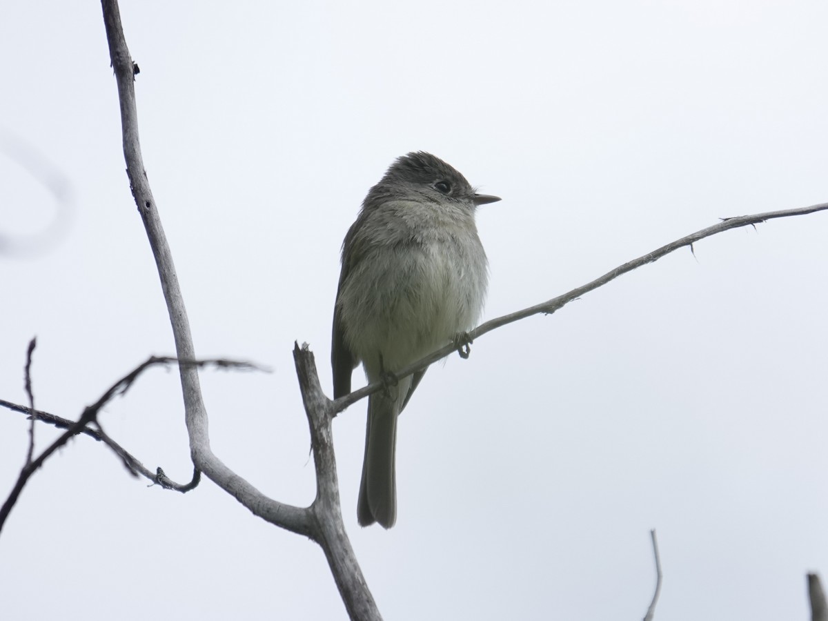 Dusky Flycatcher - ML635796560