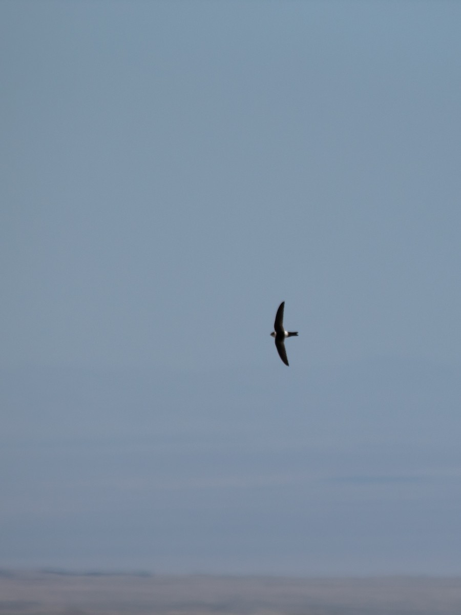 Andean Swift - ML635796777