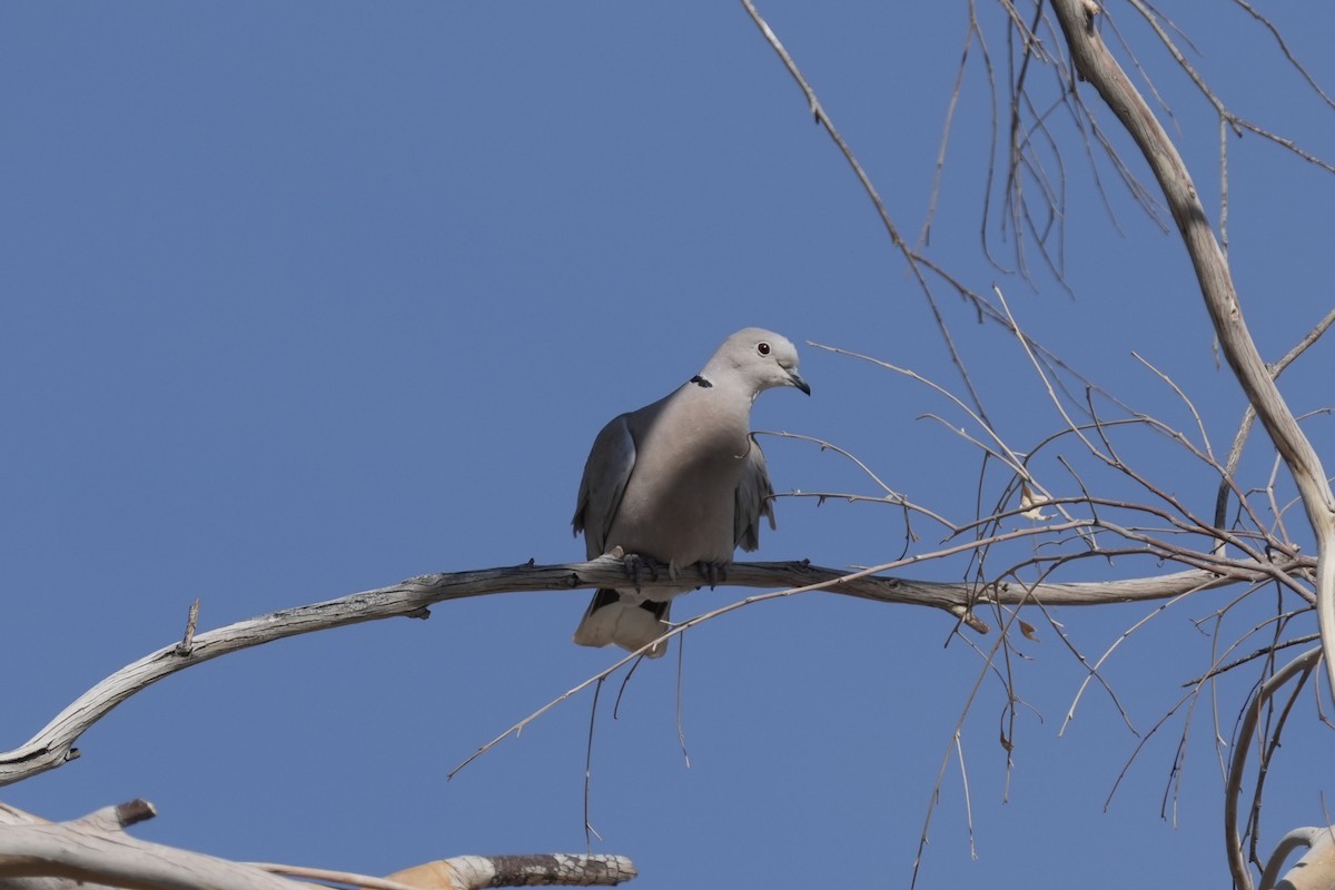 Горлиця садова - ML635796778