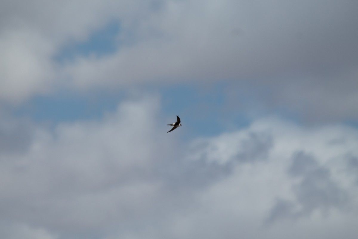 Andean Swift - ML635796779