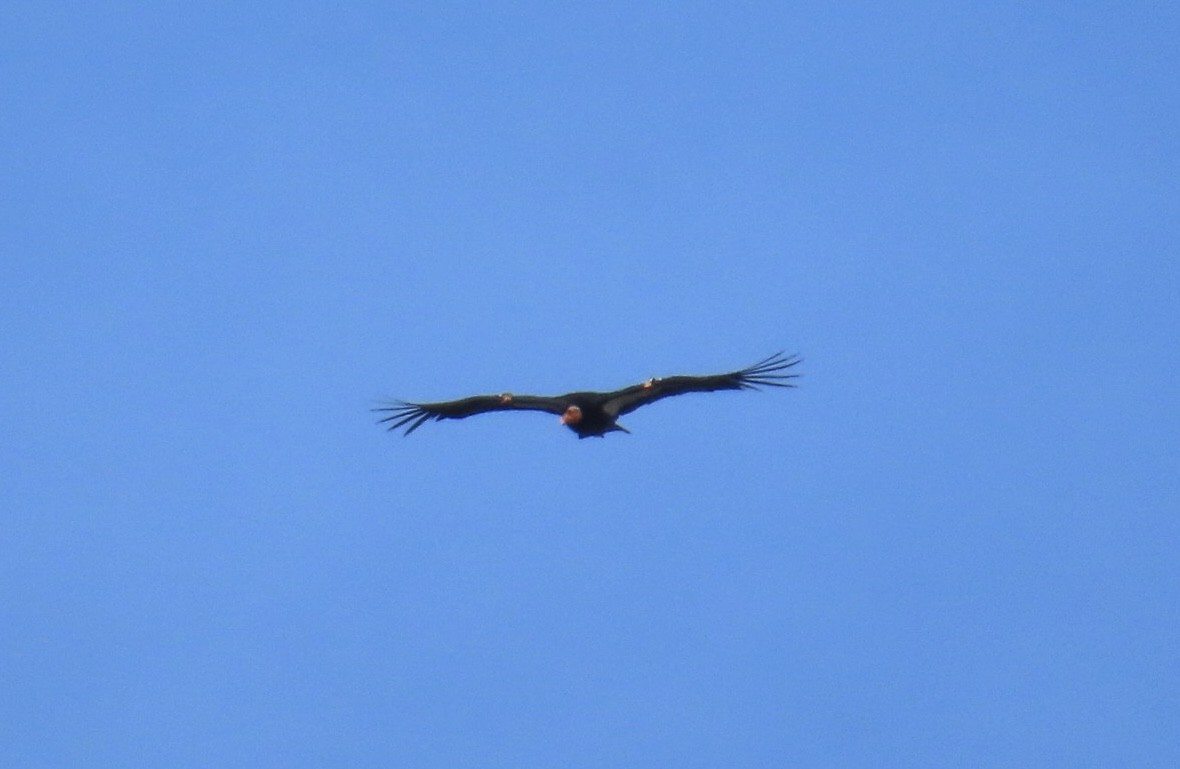 Condor de Californie - ML635796970