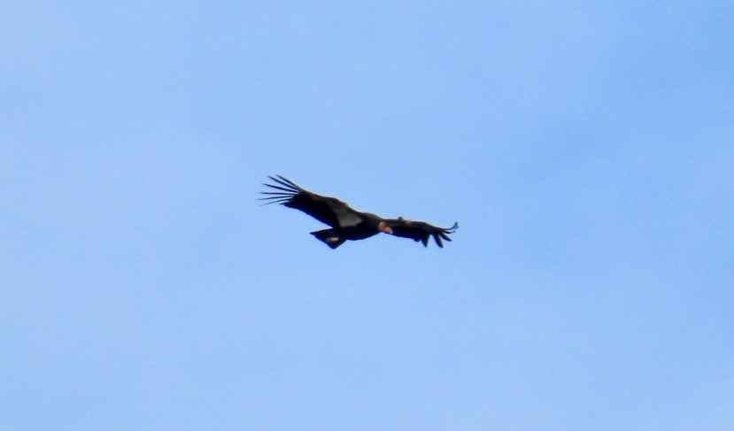 Condor de Californie - ML635796971