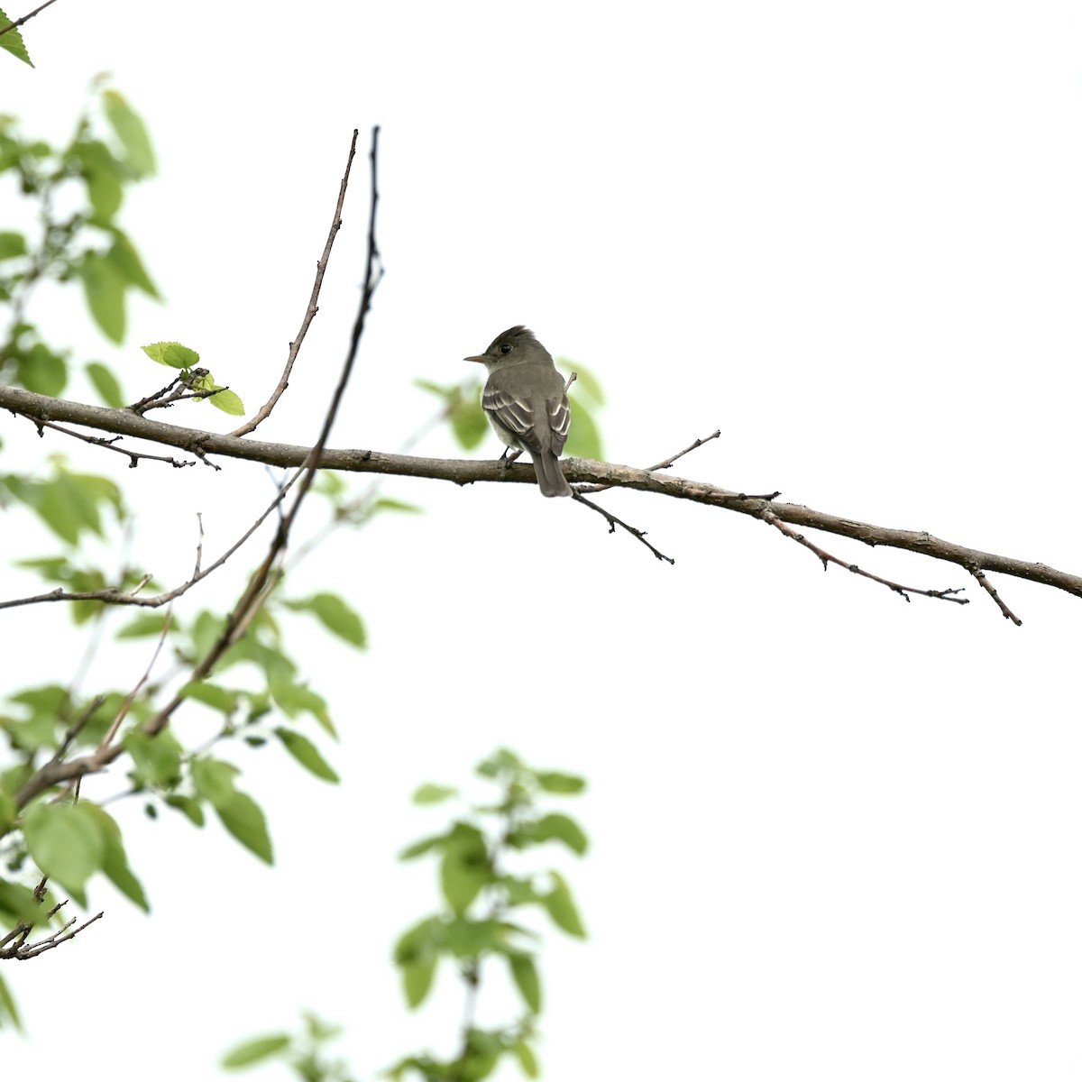 Eastern Wood-Pewee - ML635797000
