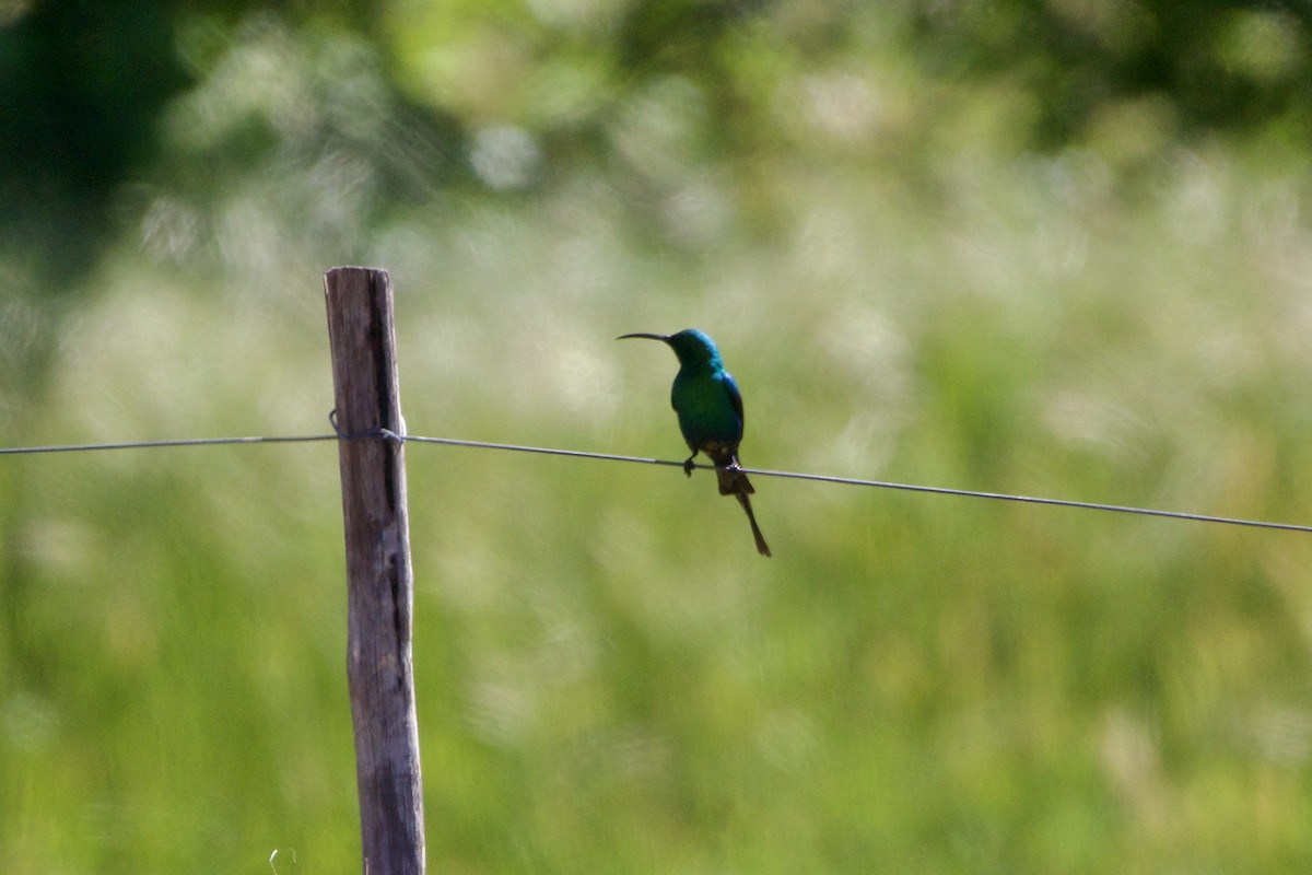 Malachite Sunbird - ML635797002