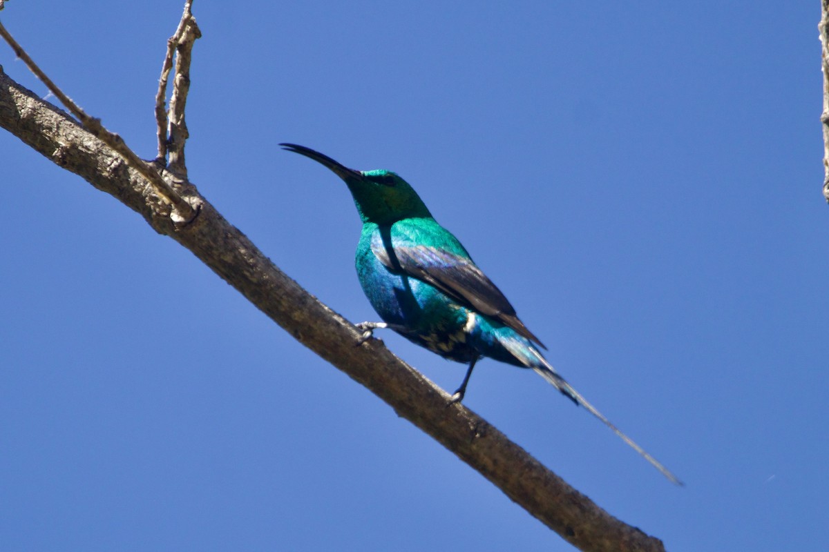 Malachite Sunbird - ML635797003