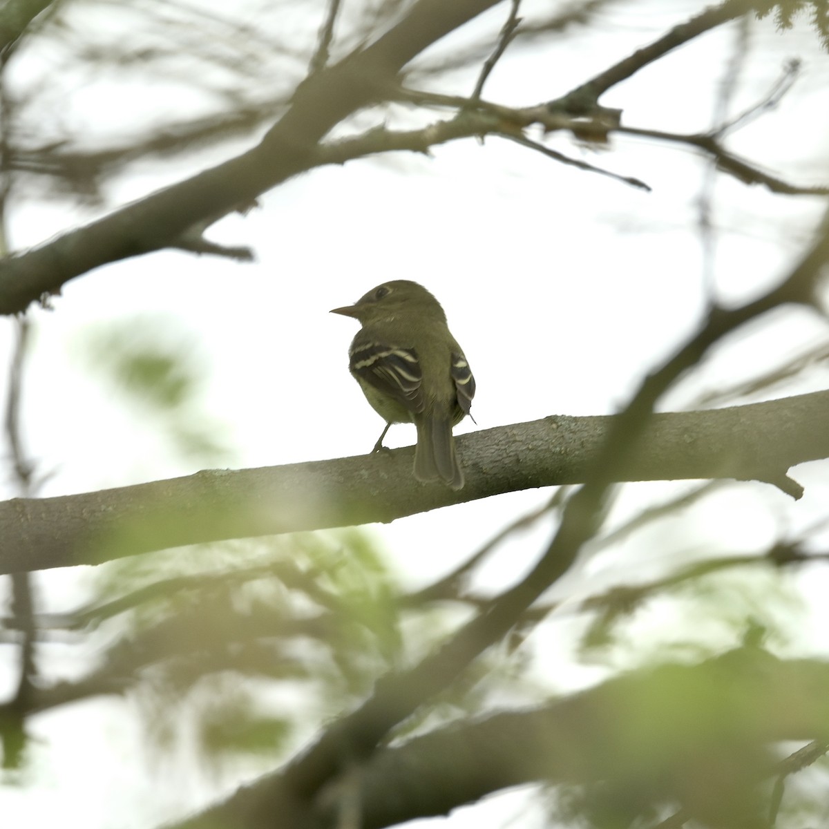 Least Flycatcher - ML635797010