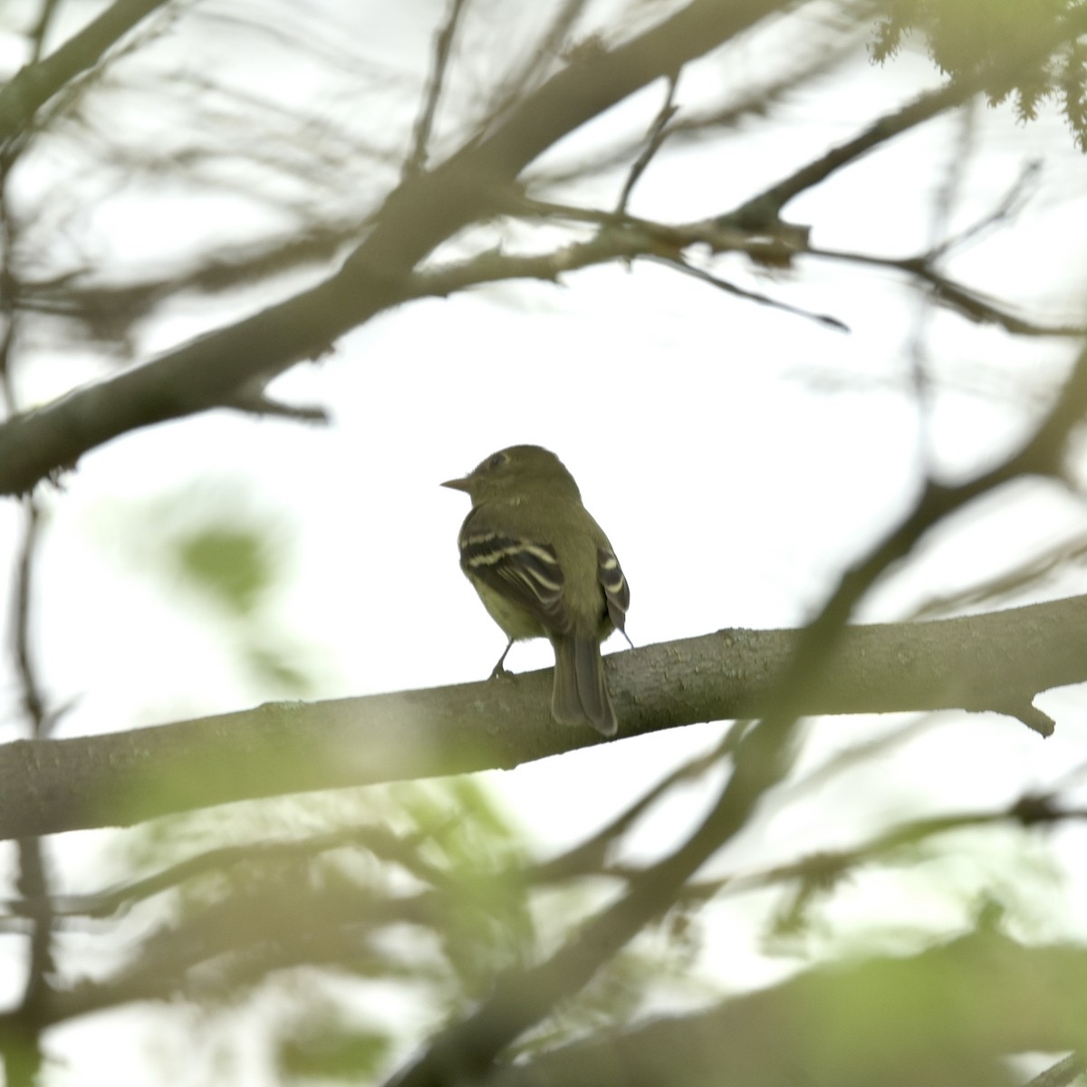 Least Flycatcher - ML635797011