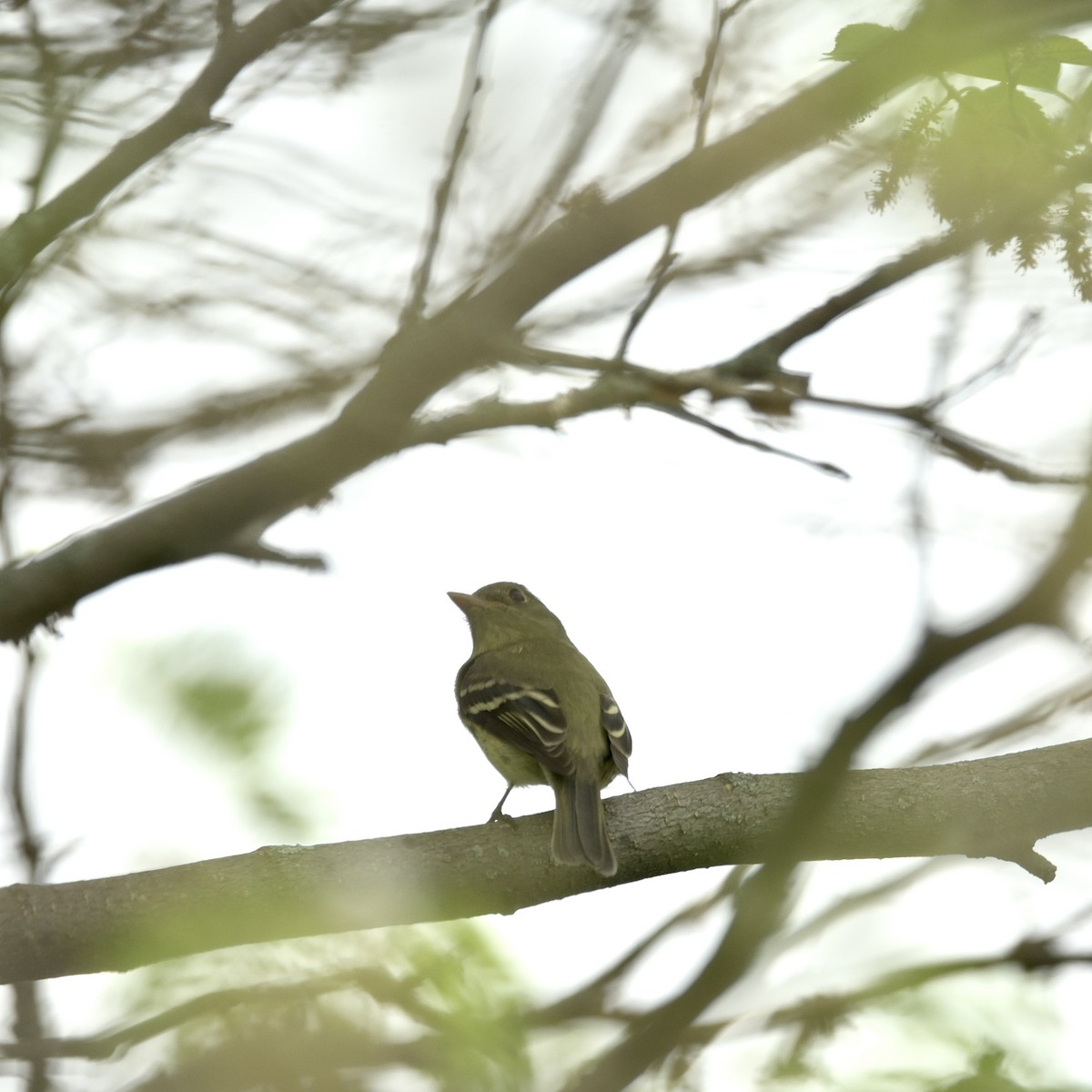 Least Flycatcher - ML635797012